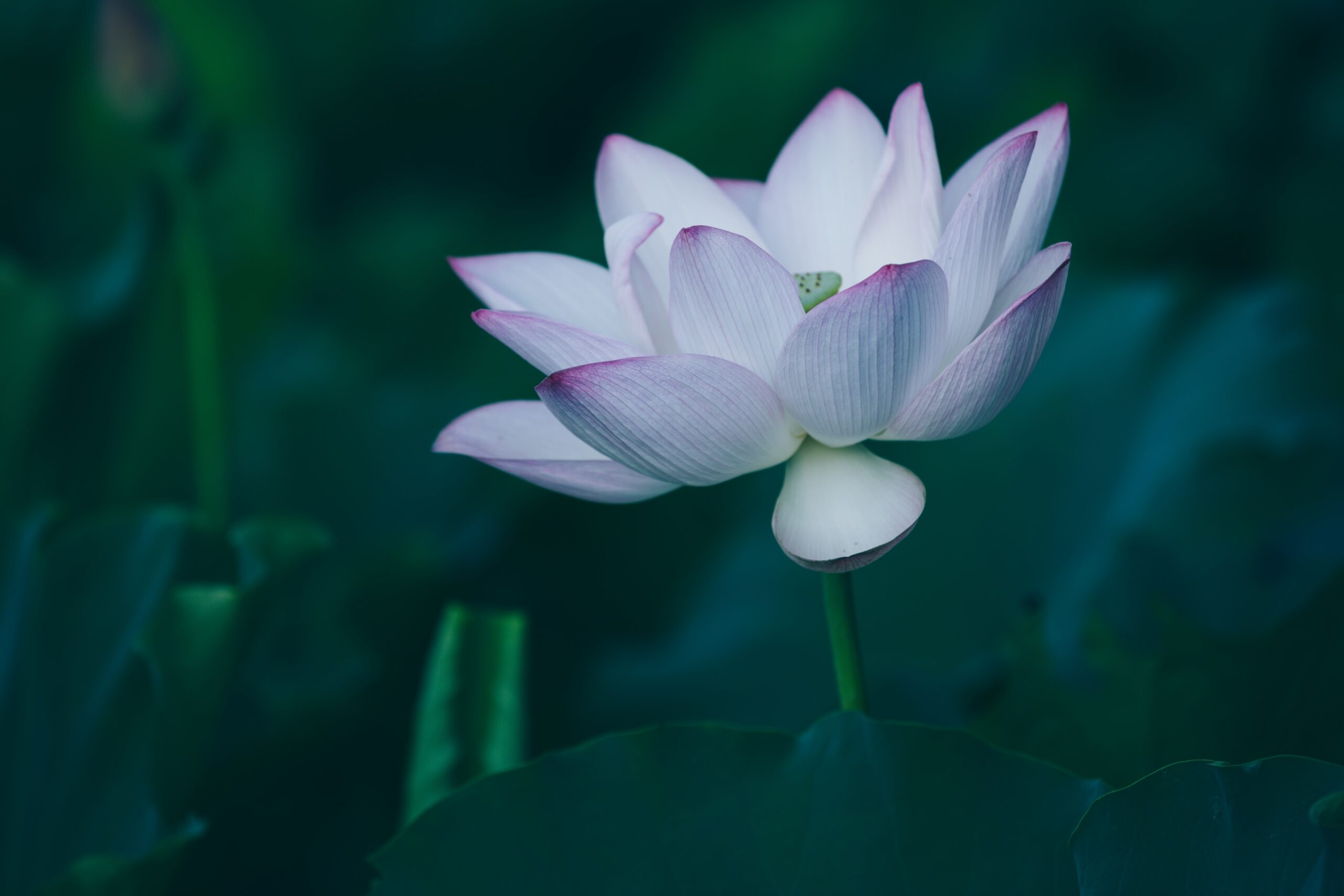 Clearheart Lotus Banner Scaled