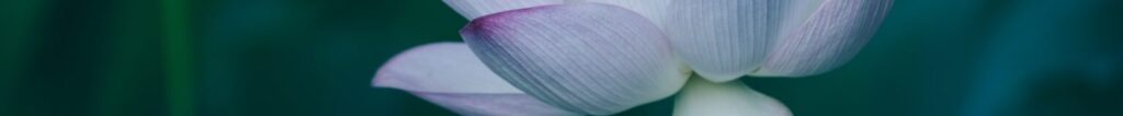 Clearheart Lotus Banner 1 1536x159 1