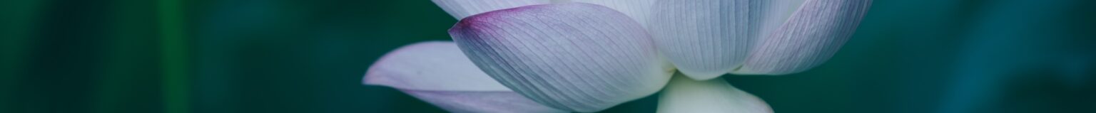 Clearheart Lotus Banner 1 1536x159 1