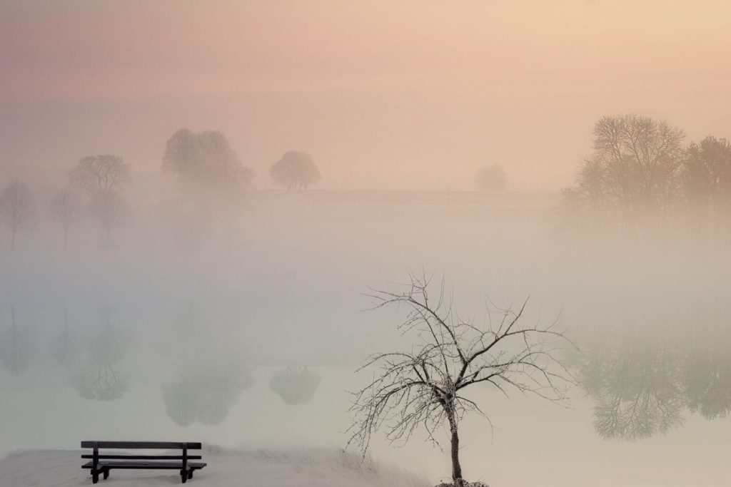 Foggy landscape with bench and tree